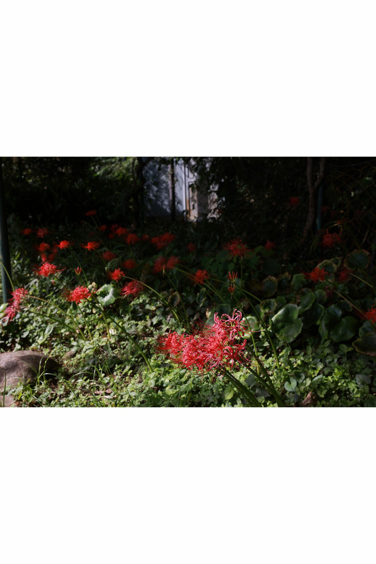 Post Digital Photo 2021 11 19 Natsu Igarashi 五十嵐なつ Amaryllis 曼珠沙華 0074 4057929800.jpg